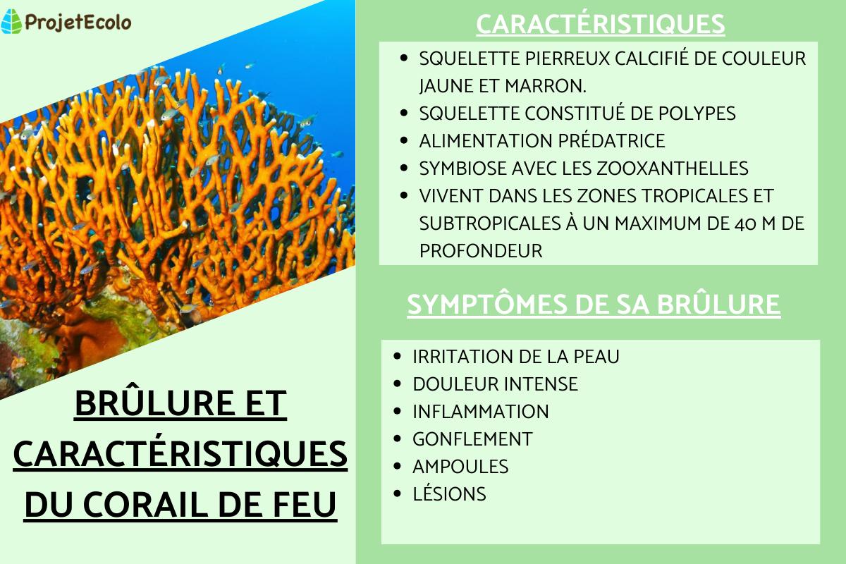 Corail de feu : brûlure et caractéristiques