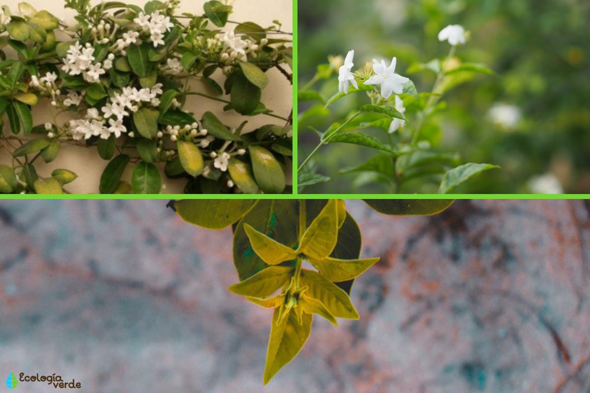 Jasmin avec des feuilles jaunes - Causes et traitement