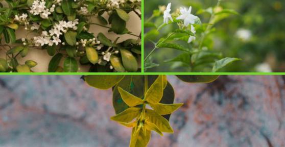Jasmin avec des feuilles jaunes - Causes et traitement