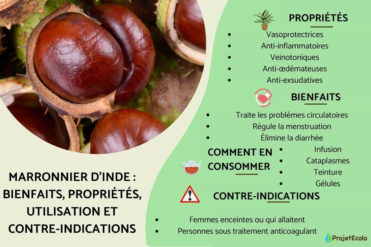 Marronnier d'Inde : bienfaits, propriétés, utilisation et contre-indications