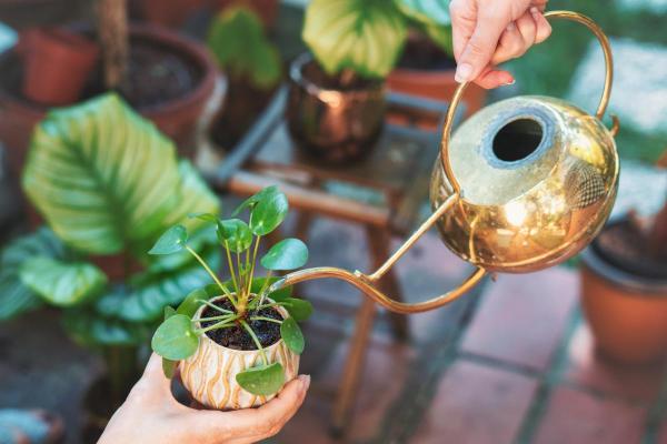 Pilea peperomioides : entretien, arrosage et bouture - Arrosage de Pilea peperomioides