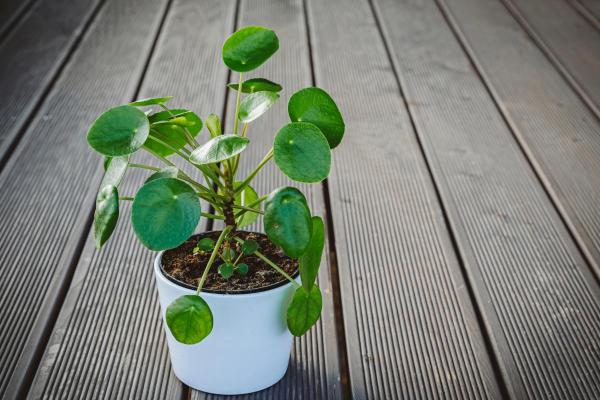 Pilea peperomioides : entretien, arrosage et bouture - Caractéristiques de Pilea peperomioides