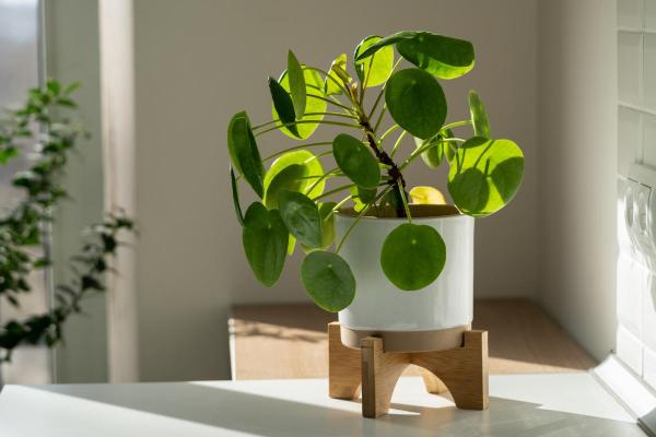 Pilea peperomioides : entretien, arrosage et bouture - Lumière, température et emplacement