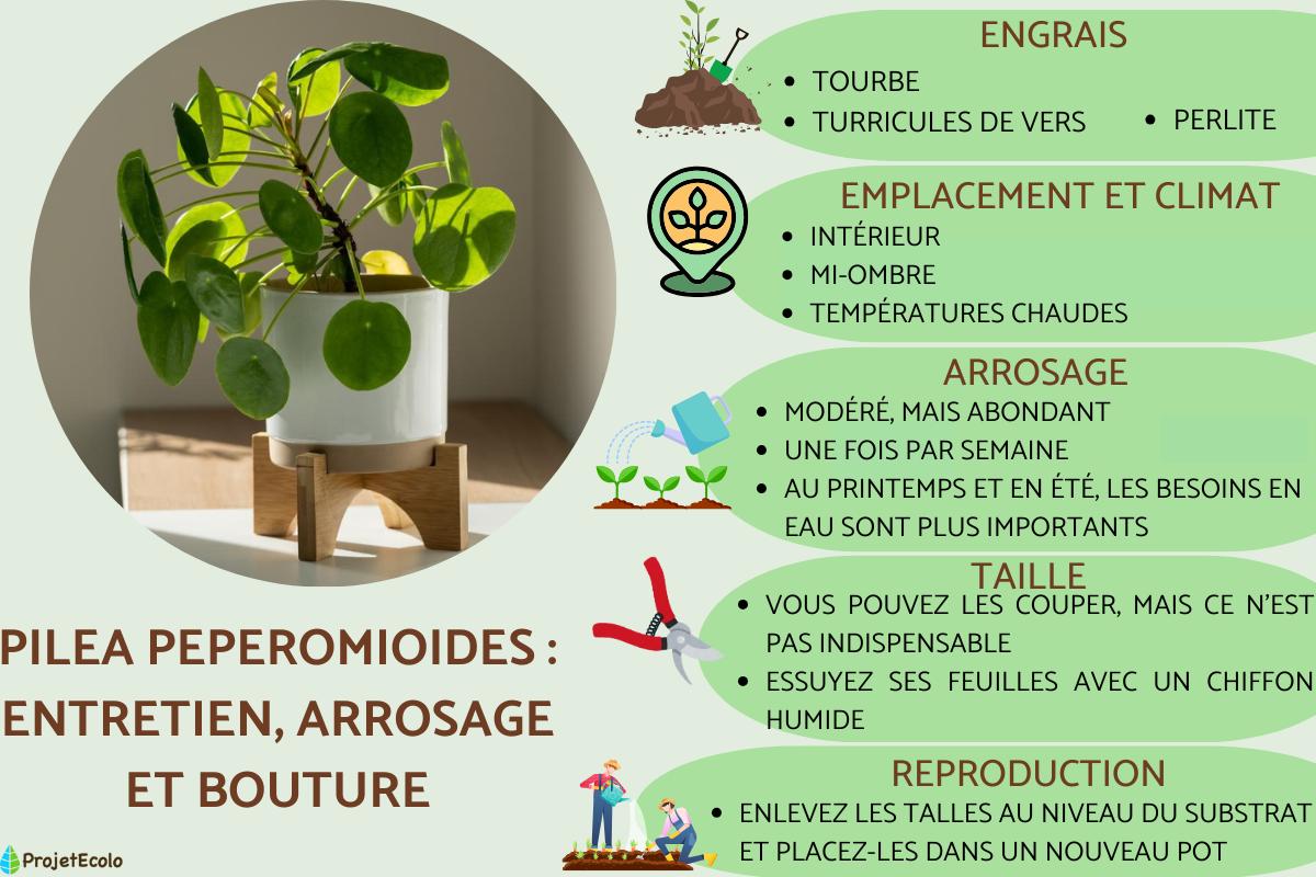 Pilea peperomioides : entretien, arrosage et bouture