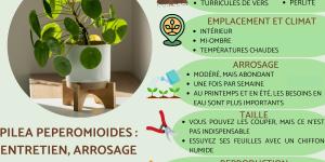 Pilea peperomioides : entretien, arrosage et bouture