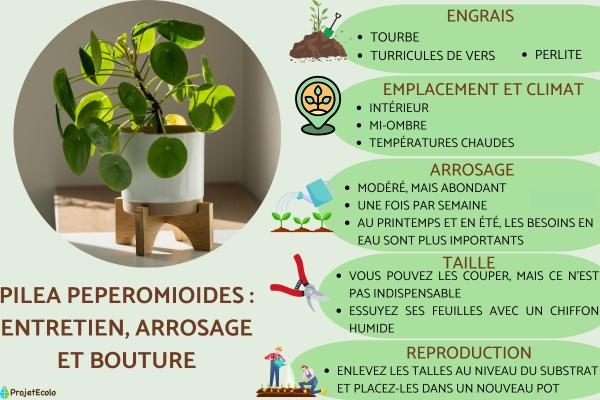 Pilea peperomioides : entretien, arrosage et bouture