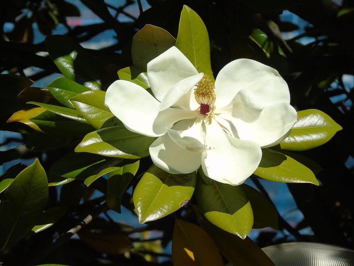 Planter un magnolia - plantation et entretien