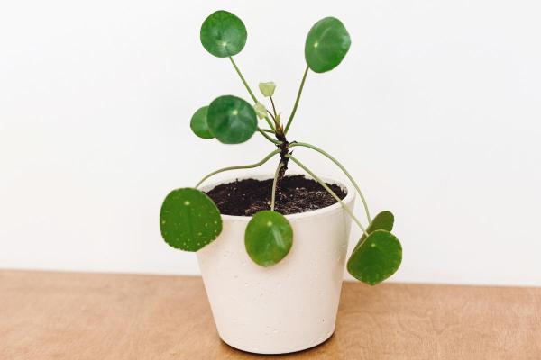 Pilea peperomioides : entretien, arrosage et bouture - Reproduction de Pilea peperomioides