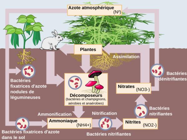 Azote pour les plantes - À quoi sert l'azote pour les plantes ?