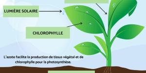 Azote pour les plantes