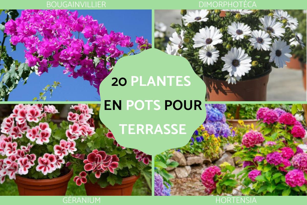 Plantes en pots pour terrasse