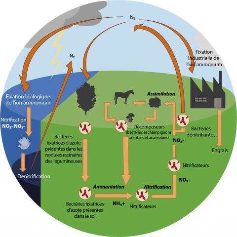 Azote pour les plantes - Rôle et fonction de l'azote pour la plante