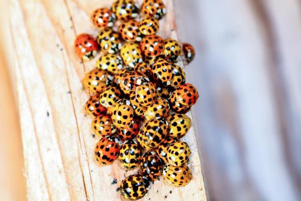 Informations sur la coccinelle - Elles font la diapause, une hibernation en groupe 