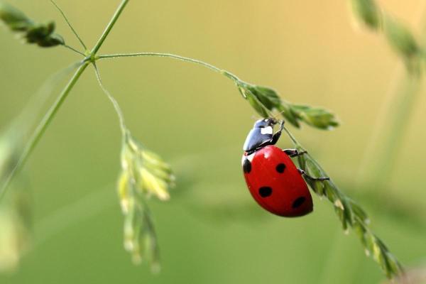 Informations sur la coccinelle - Elles utilisent une défense chimique et des couleurs d'avertissement 
