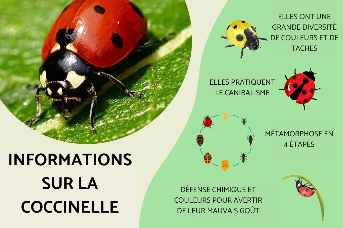 elfbar nachfüll pod läuft aus Coccinelle et ses amis main image 0