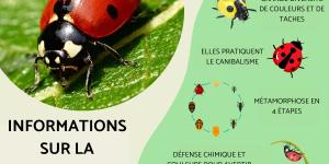 Informations sur la coccinelle