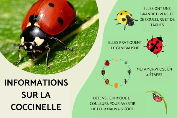 Informations sur la coccinelle