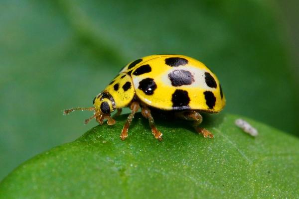 Informations sur la coccinelle - Les coccinelles ont une grande diversité de couleurs et de taches 