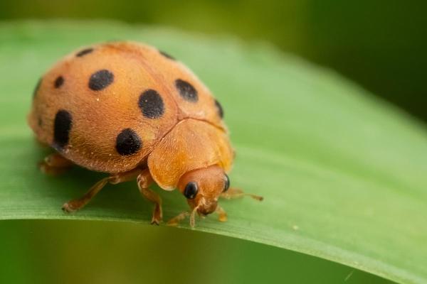 Informations sur la coccinelle - Les coccinelles sont des prédateurs insatiables 