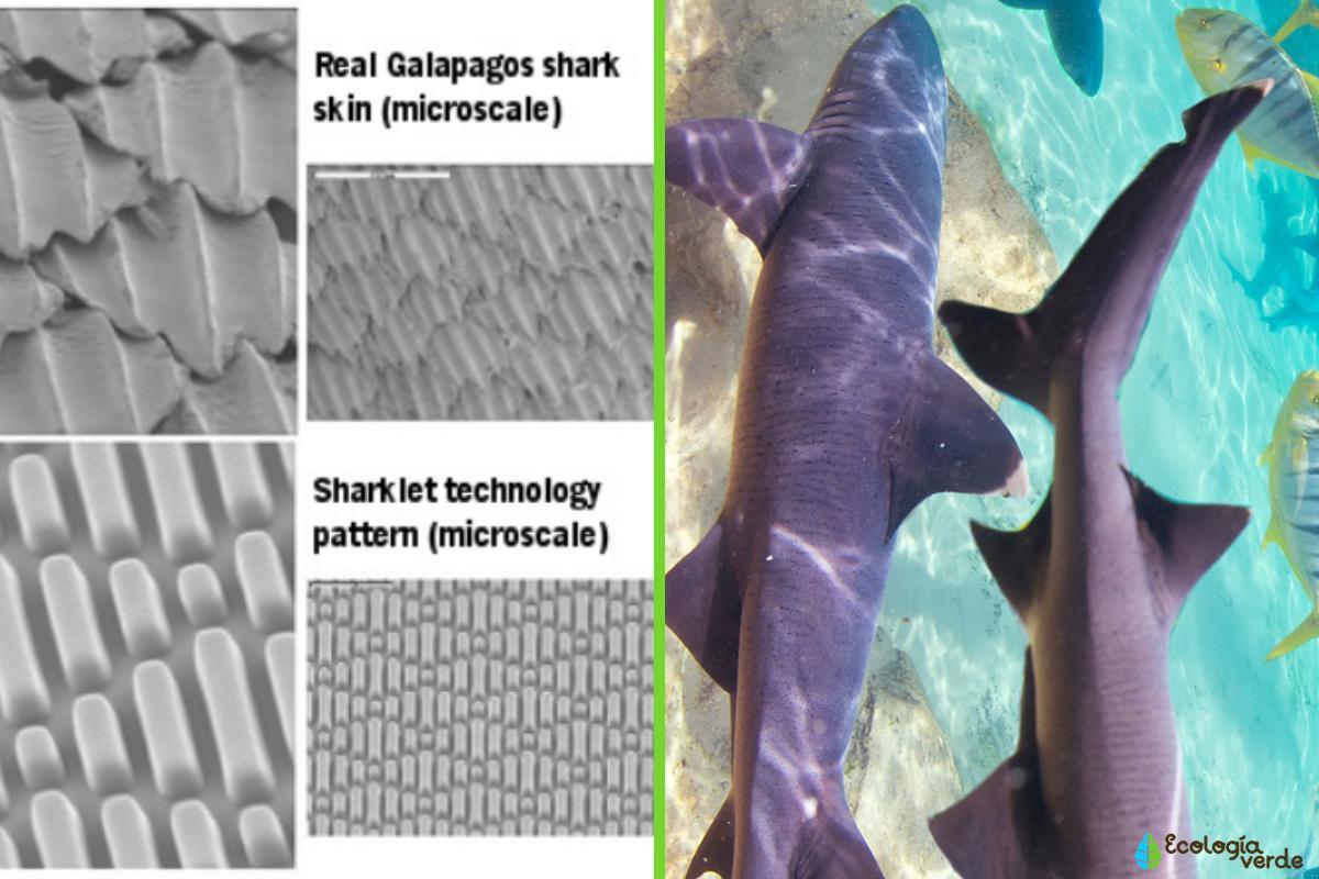 Biomimétisme Définition et exemples