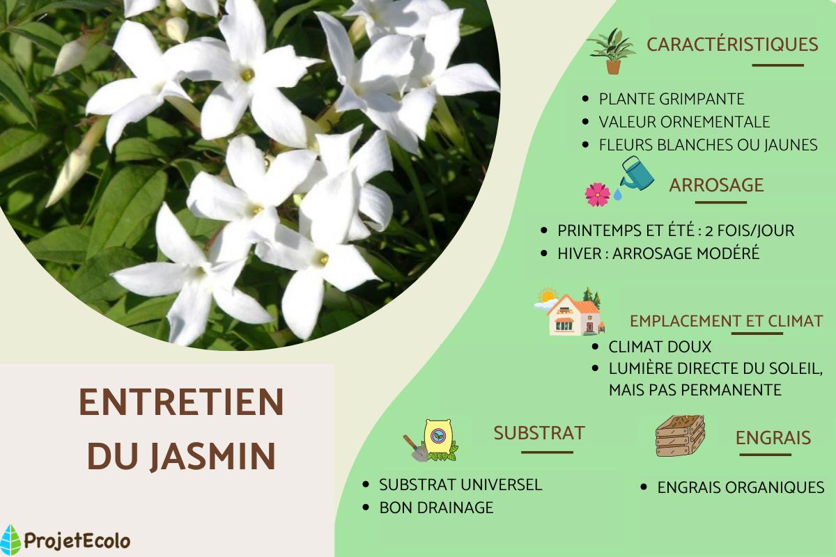 Comment entretenir un jasmin