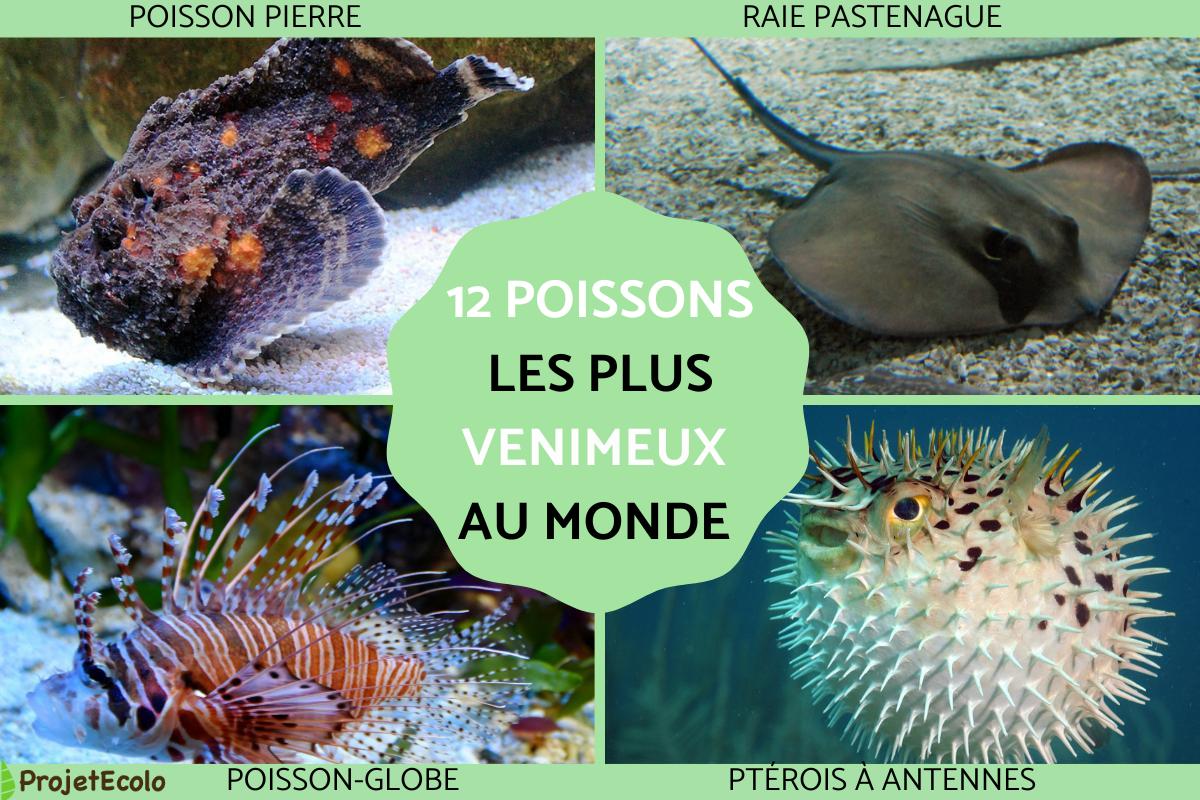 Poissons venimeux - Liste et photos