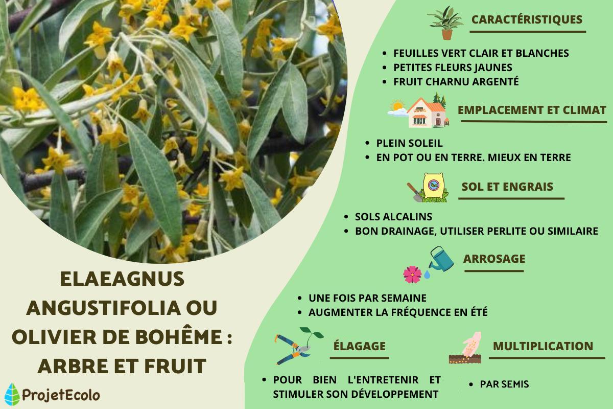 Elaeagnus angustifolia ou olivier de Bohême : arbre et fruit