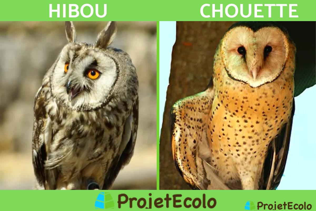 Quelle est la différence entre une CHOUETTE et un HIBOU