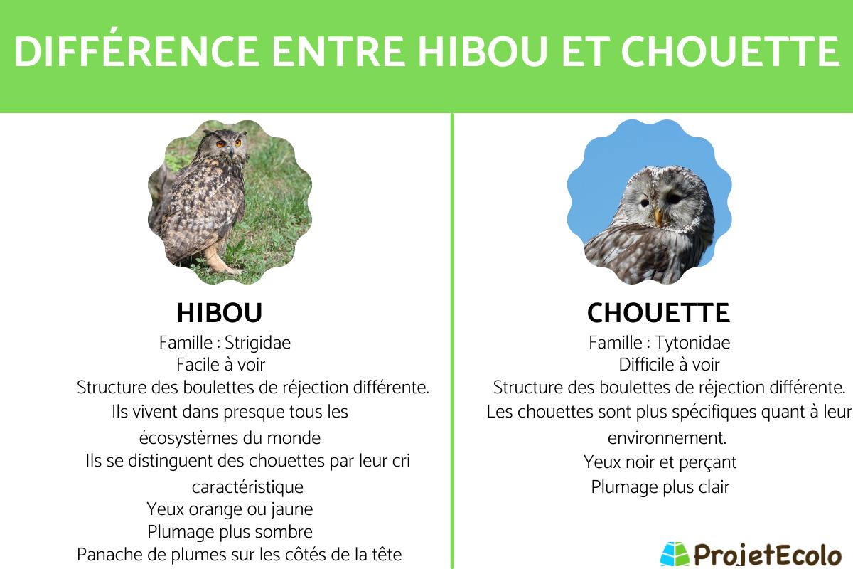 Quelle est la différence entre une chouette et un hibou