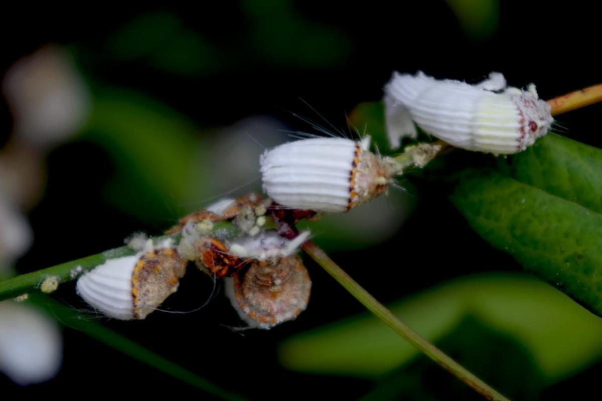 Cochenille australienne ou Icerya purchasi : traitement et cycle de vie
