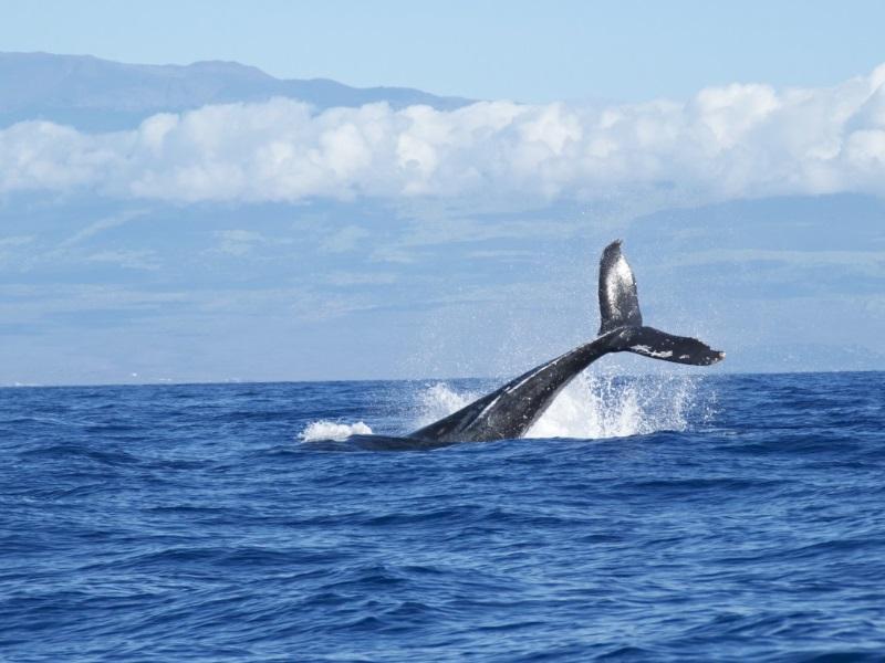 La PLUS GRANDE BALEINE du MONDE Découvrezla ici