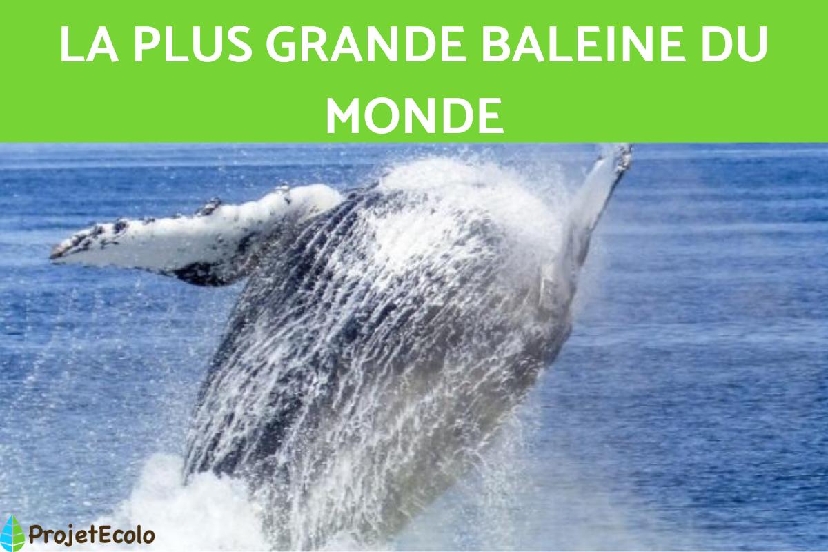Quelle est la plus grande baleine du monde ?