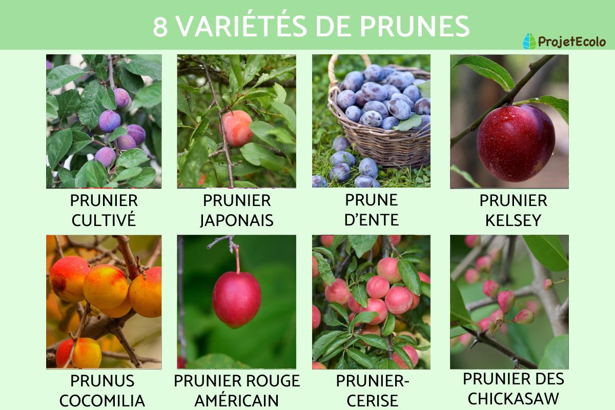 Variétés de prunes