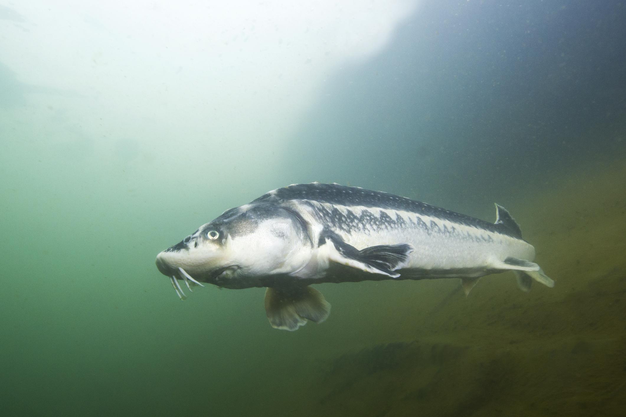 TOP des 10 PLUS GRANDS POISSONS du MONDE NOMS et PHOTOS