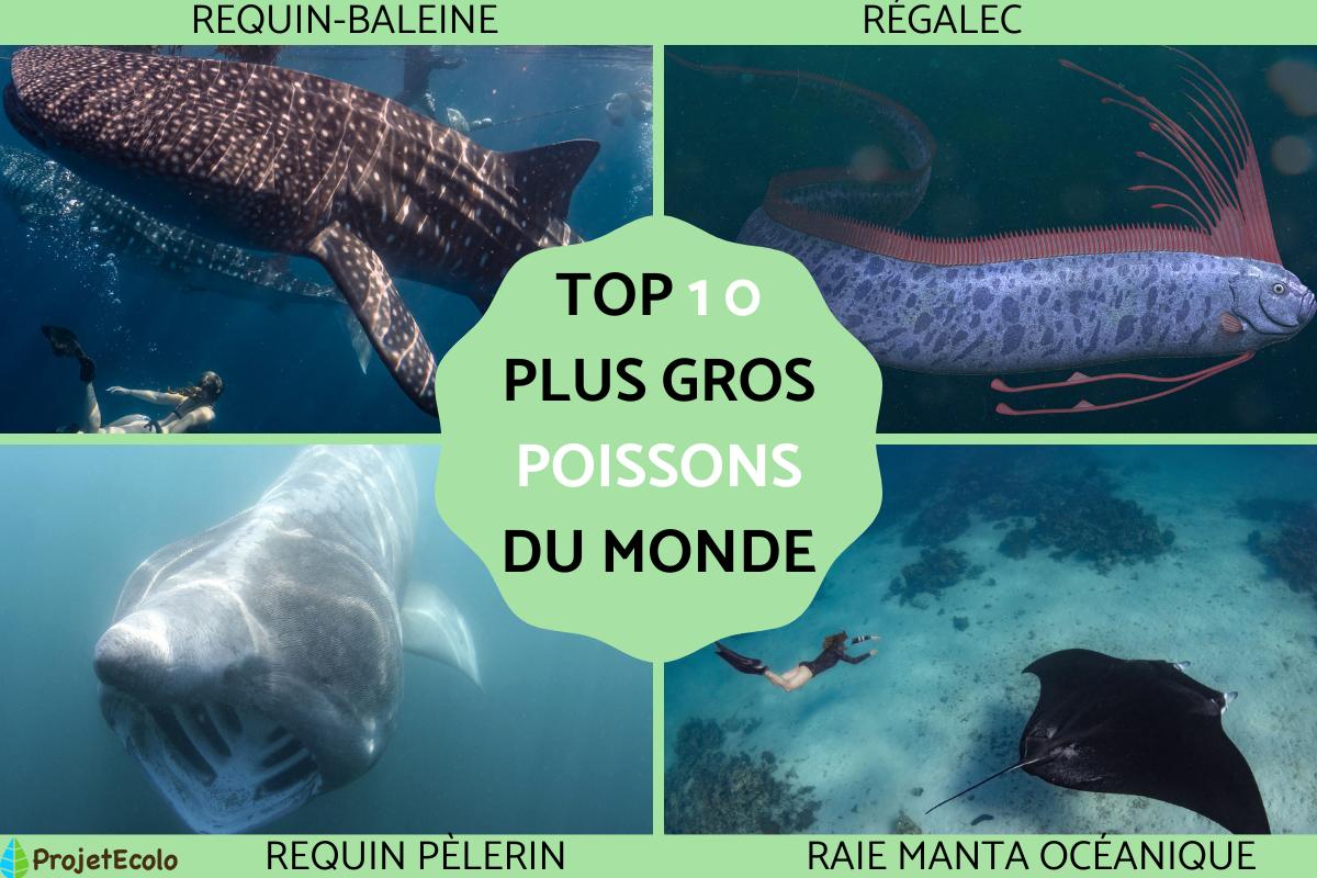 Les plus grands poissons du monde