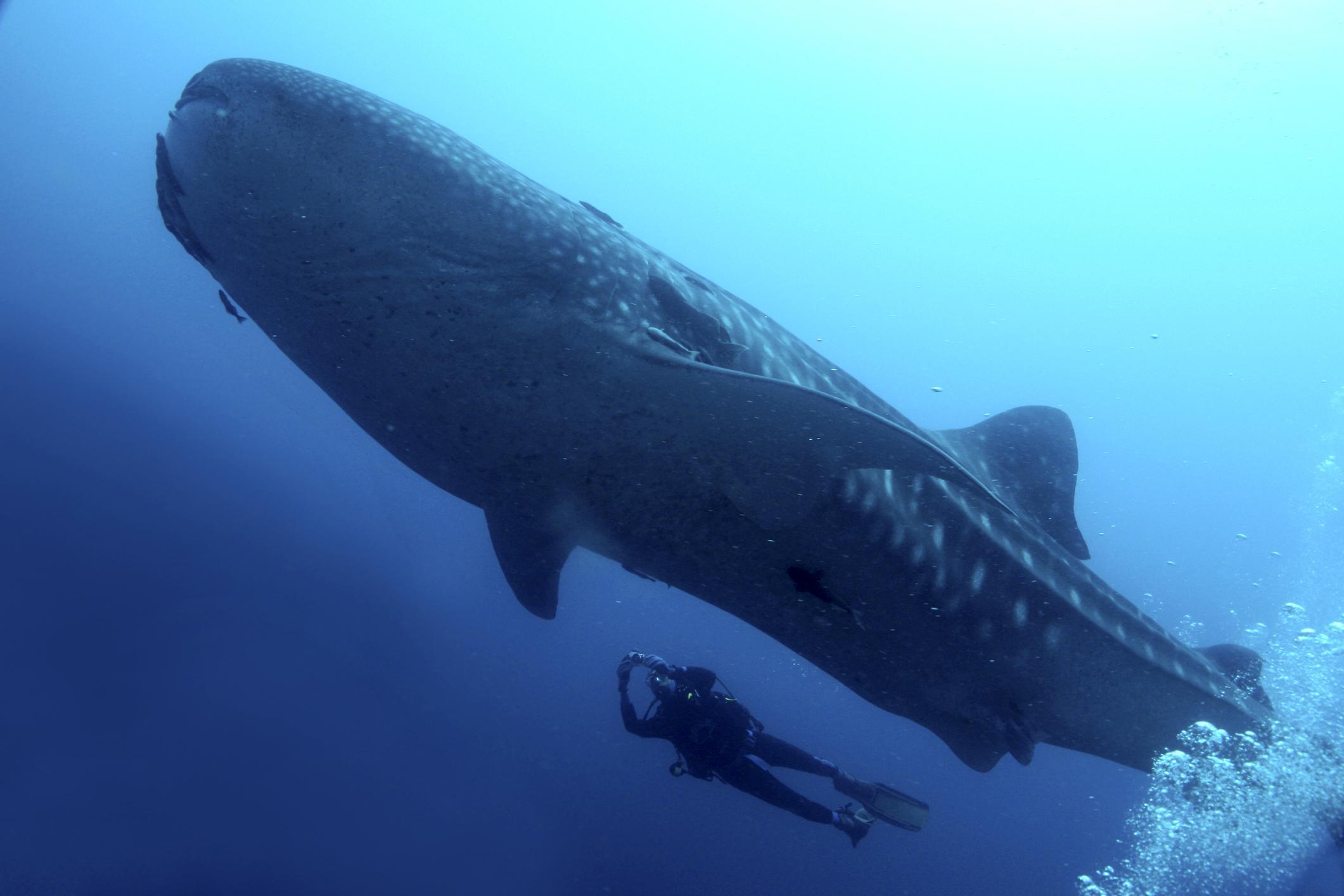 TOP des 10 PLUS GRANDS POISSONS du MONDE NOMS et PHOTOS