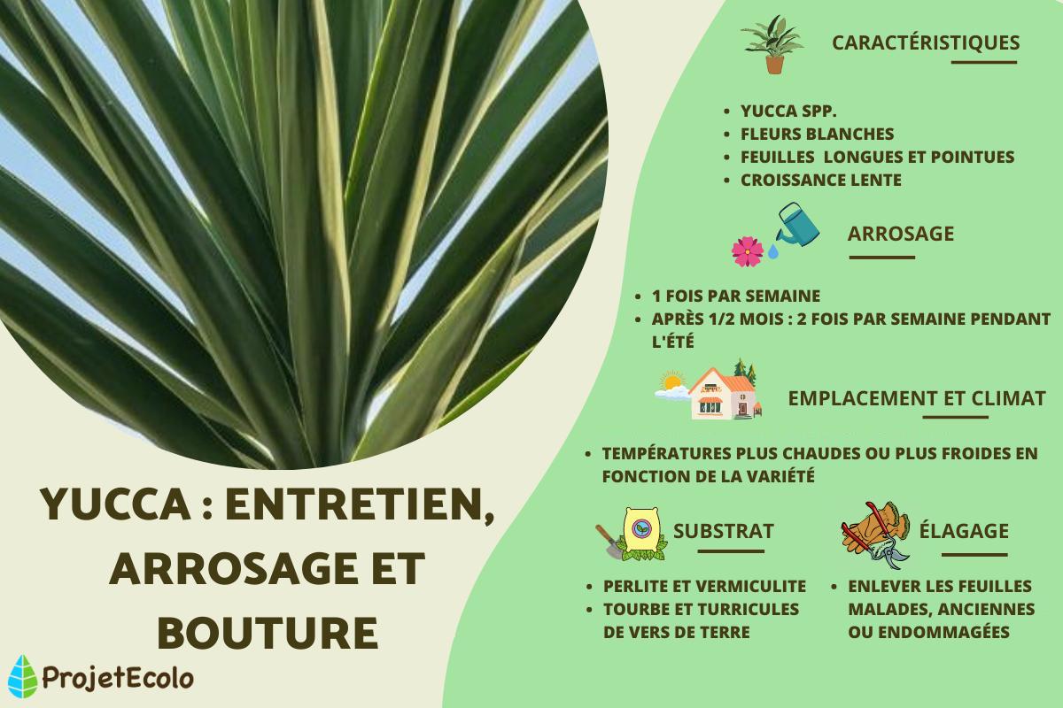 Yucca : entretien, arrosage et bouture