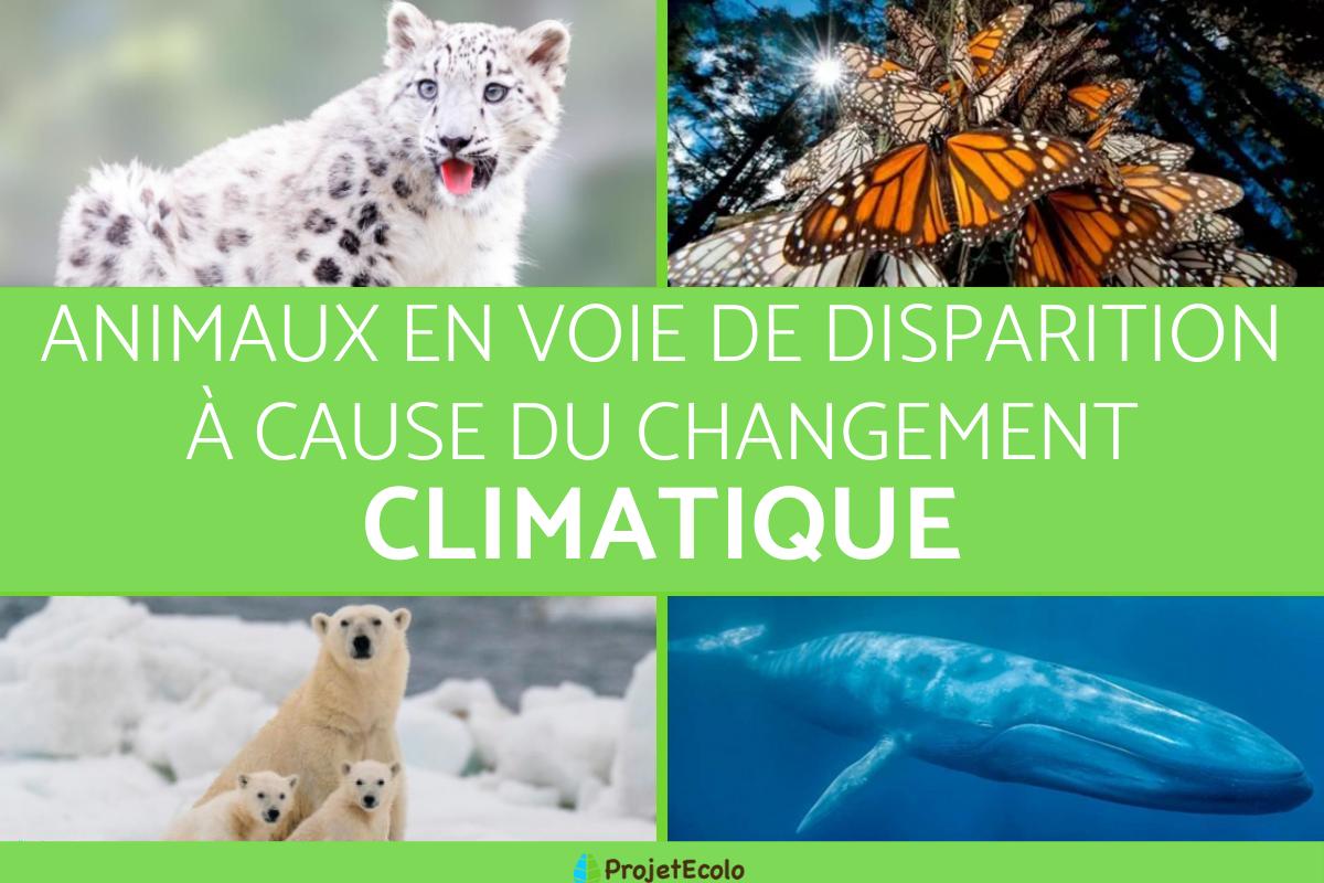 Animaux en voie de disparition à cause du réchauffement climatique