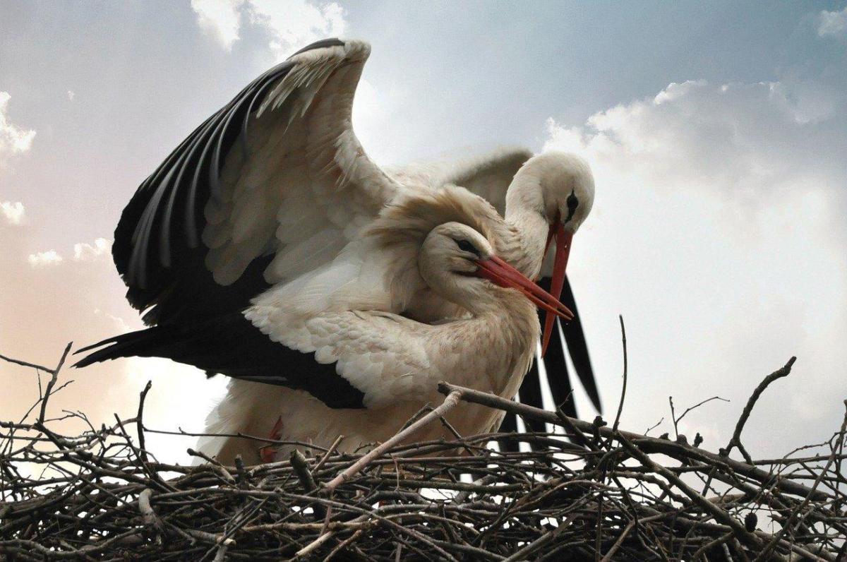 Reproduction des oiseaux