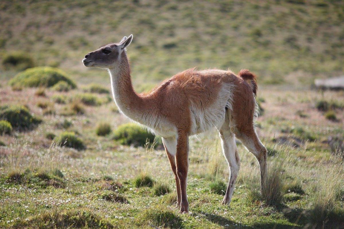 Guanaco : caractéristiques, alimentation et reproduction