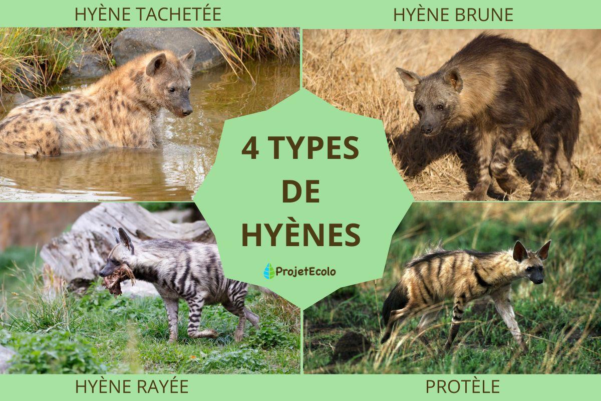 Types de hyènes