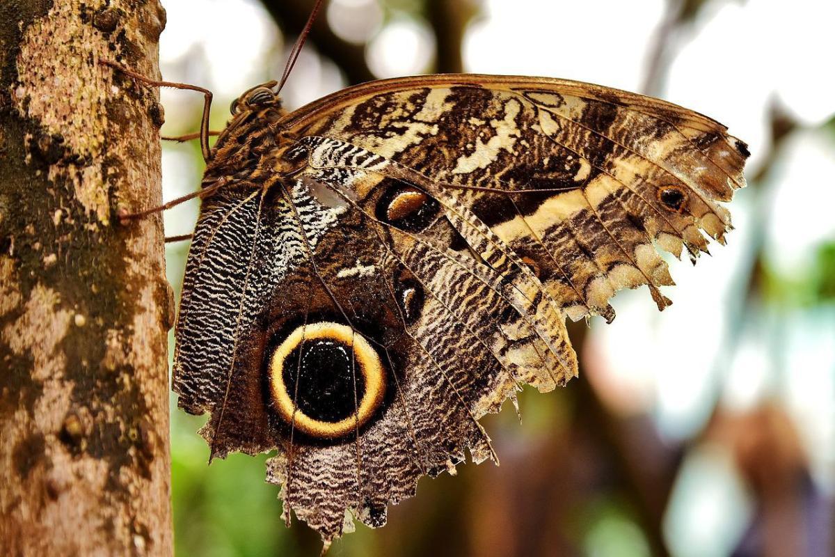 Caligo : caractéristiques, habitat et alimentation