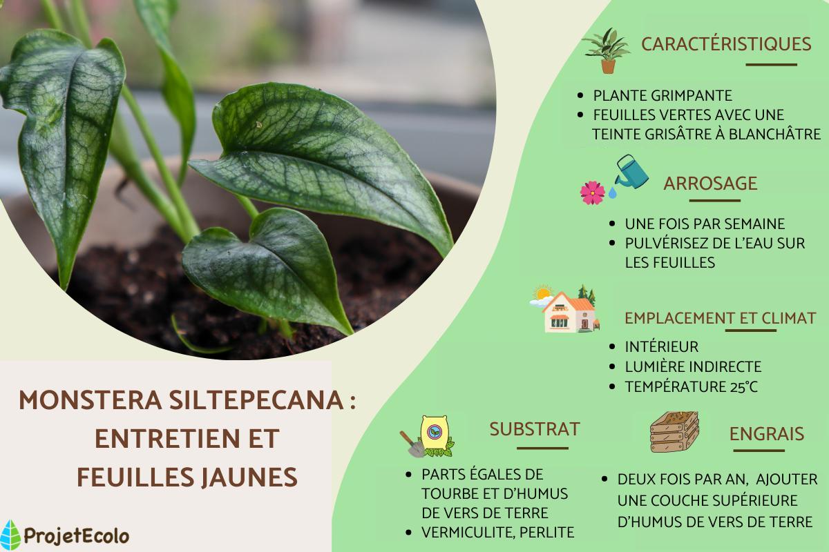 MONSTERA SILTEPECANA : ENTRETIEN, REPRODUCTION et FEUILLES JAUNES