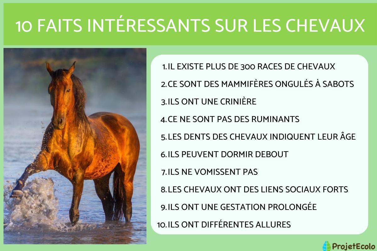 Chevaux - Races, caractéristiques, reproduction