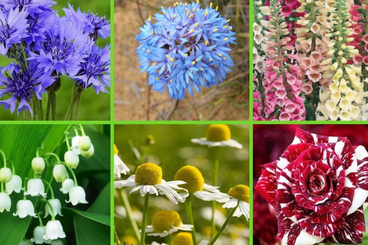Faune et flore d