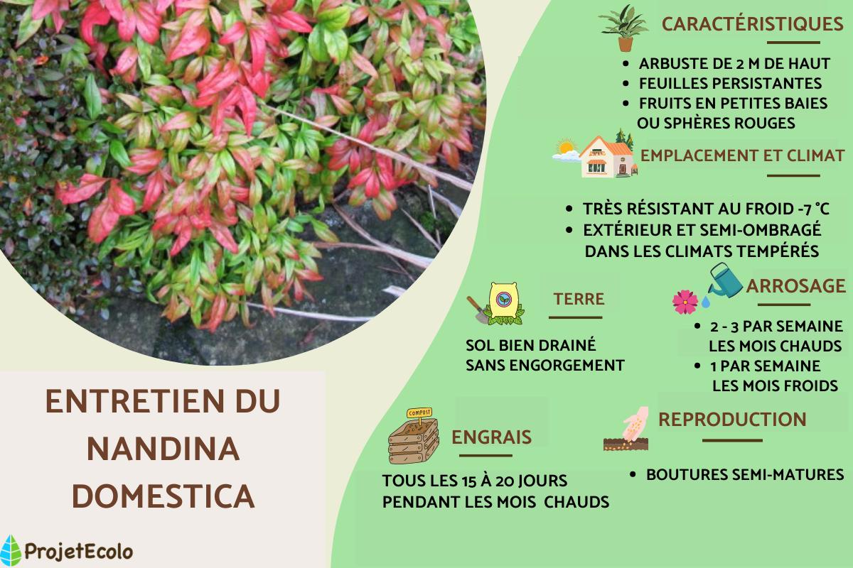 Entretien du nandina domestica ou bambou sacré