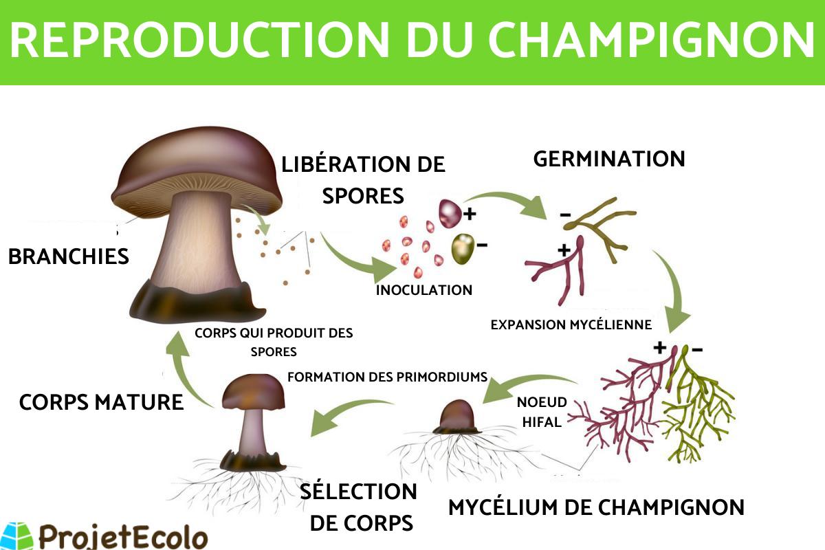 La reproduction des champignons