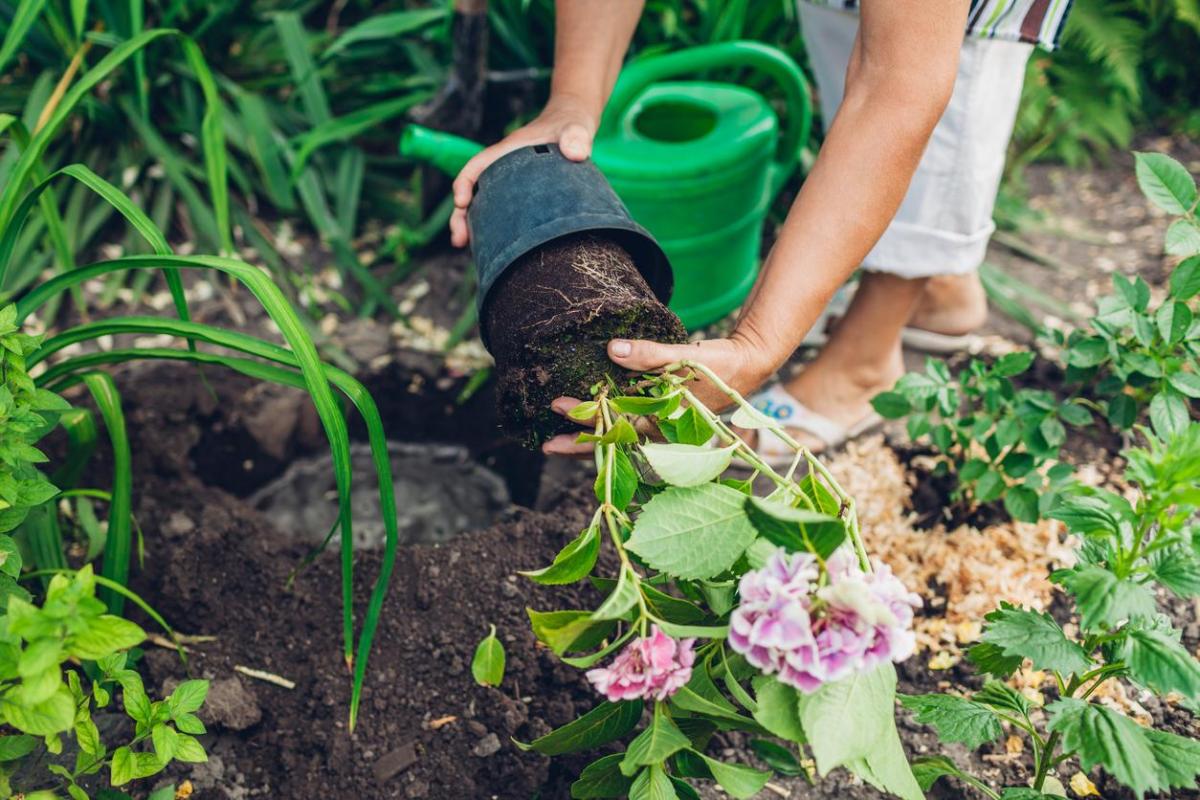 Quand transplanter des hortensias ?