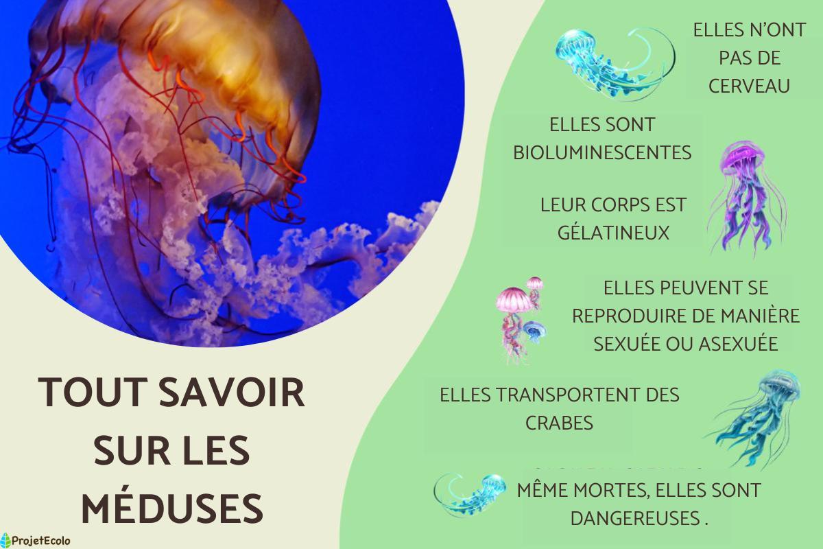 Tout savoir sur les méduses
