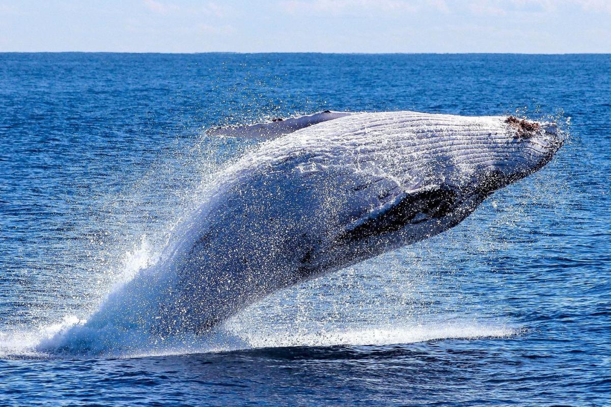 La baleine est-elle un mammifère ?
